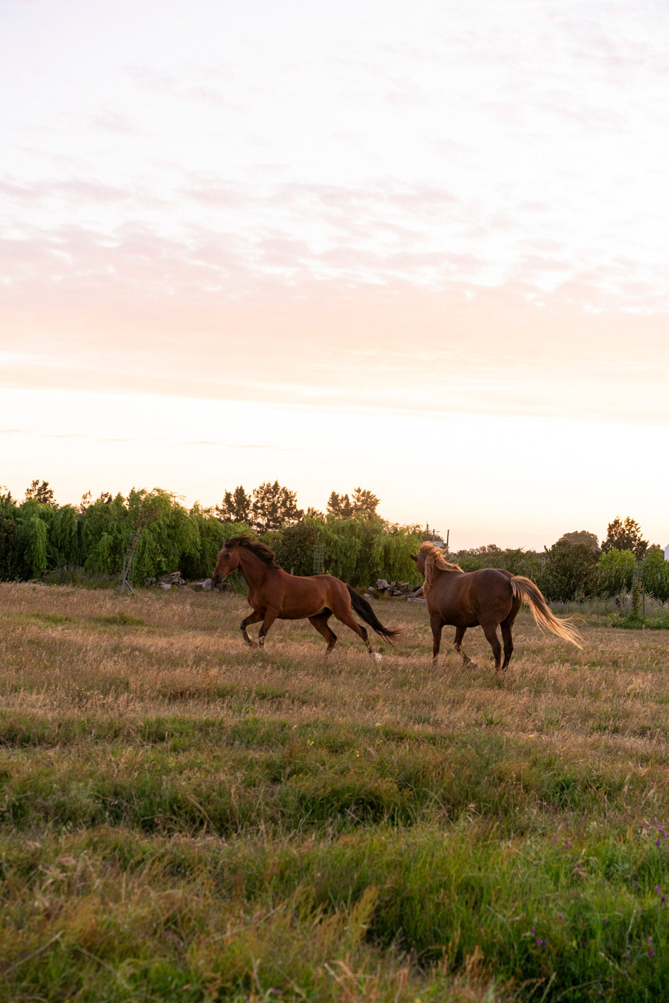 Eerstebosch Family Farm Stellenbosch Gallery 3