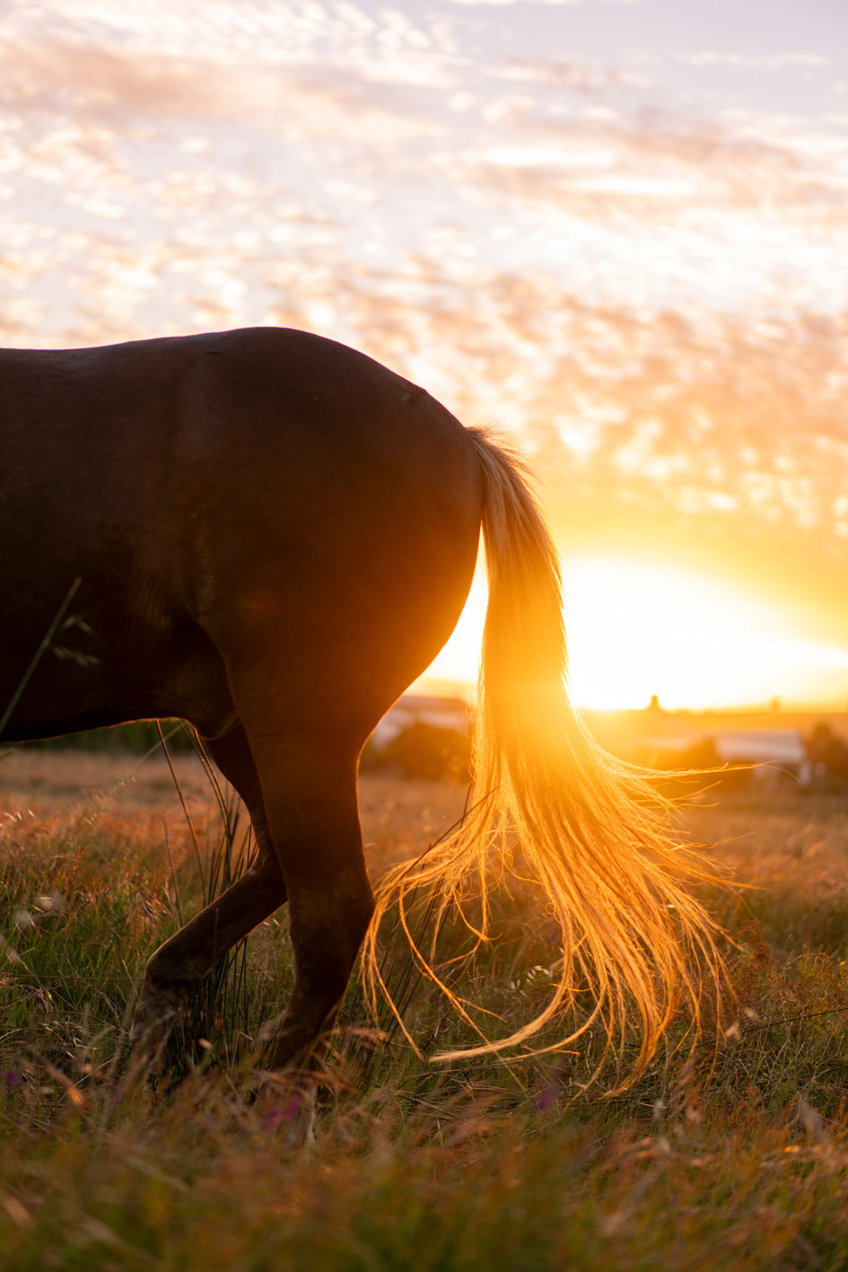Eerstebosch Family Farm Stellenbosch Gallery 4
