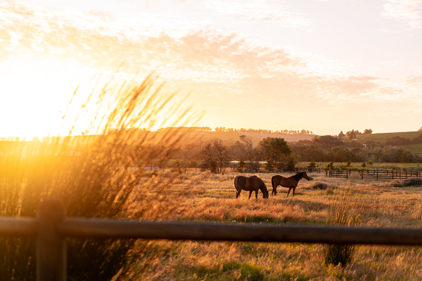 Eerstebosch Family Farm Stellenbosch Gallery 5