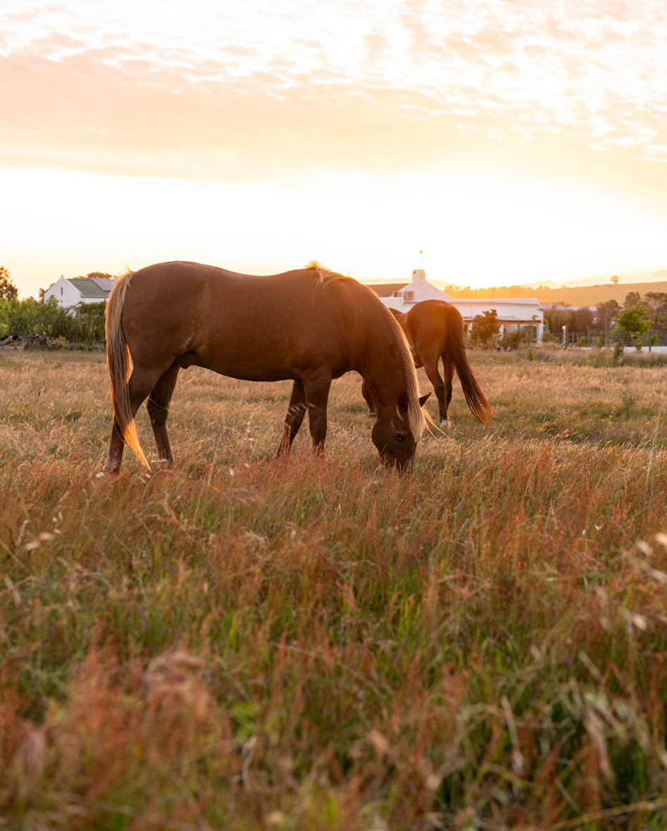 Eerstebosch-Cottages-Attractions Eerstebosch Cottages Attractions